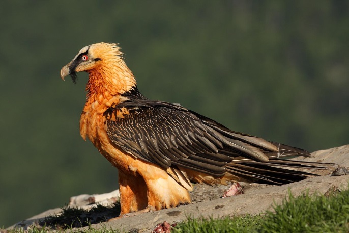 10 most unusual birds that live on the planet