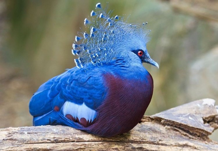 10 most unusual birds that live on the planet