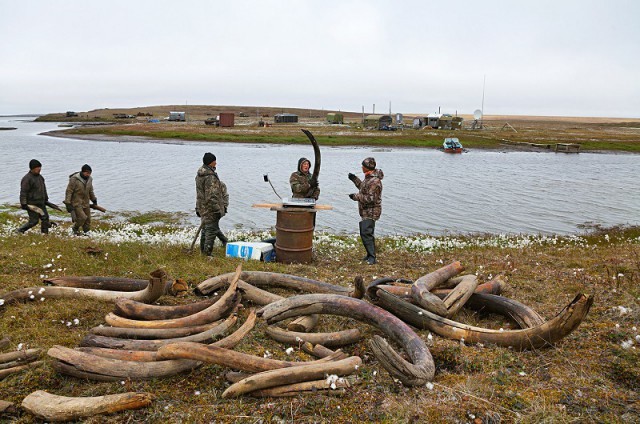 Hunting for mammoths – a new version of the Gold rush