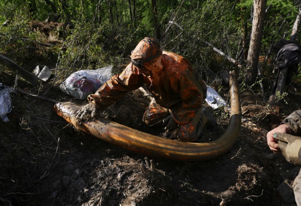 Hunting for mammoths – a new version of the Gold rush