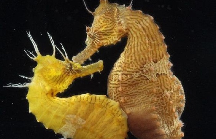 Interesting facts about sea horses