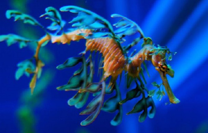Interesting facts about sea horses