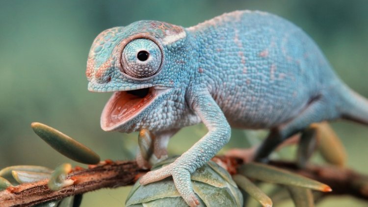 10 animals those are able to change their color