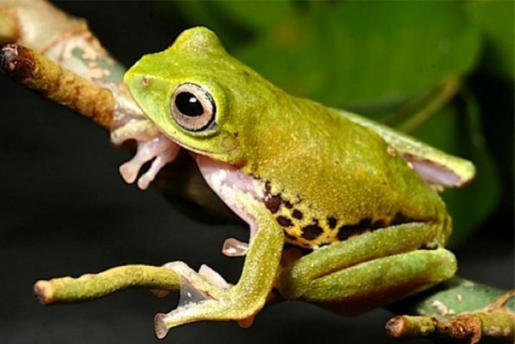 10 animals those are able to change their color