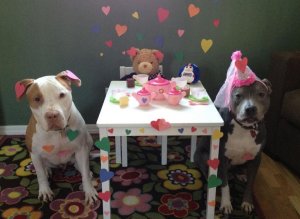 Boy With Asperger’s Kisses His Mom For First Time After Adopting Loving Rescue Pit Bull-Term Life
