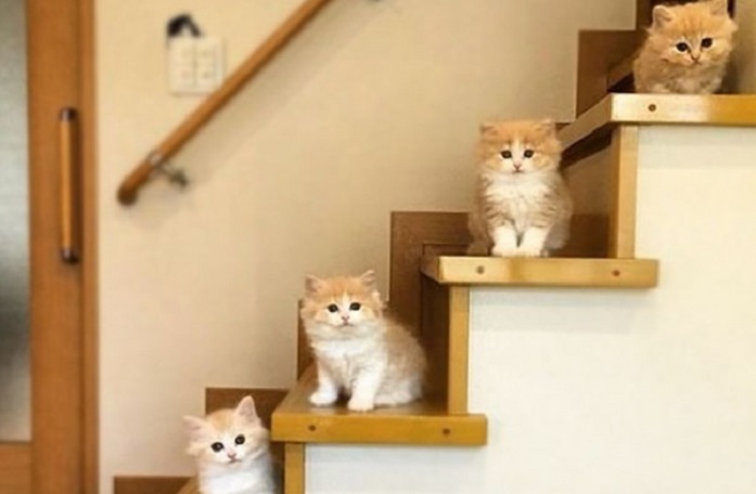 Sweet kittens