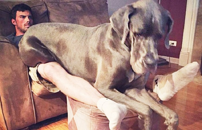 25 charming dogs, hungry for attention