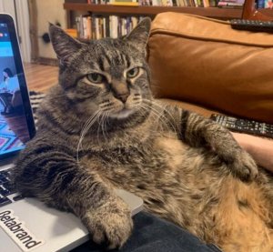 Working from Home with Pets: Funny Photo Collection