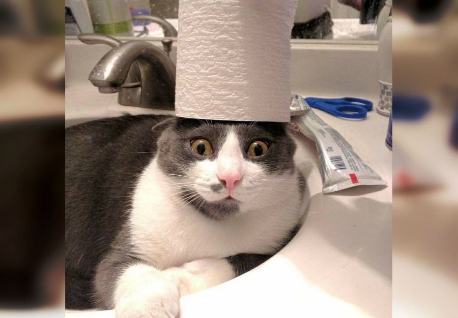 Funny Photos of Amusing and Silly Cats