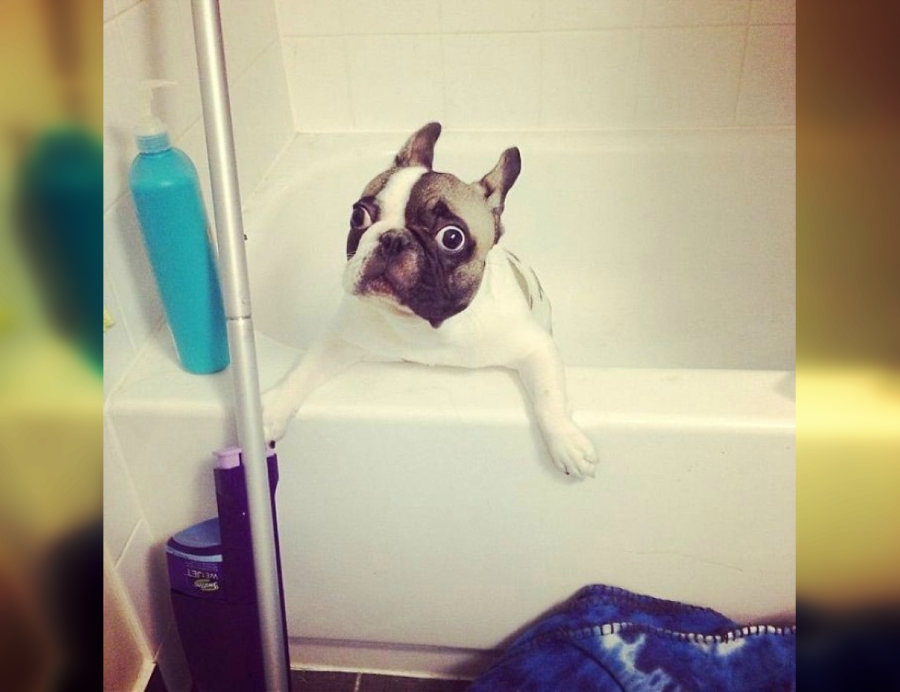 Hilarious Photos of Dogs Worth Seeing