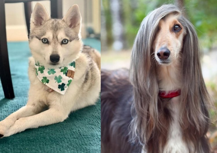 Four-Legged Elite: The Most Expensive Dog Breeds