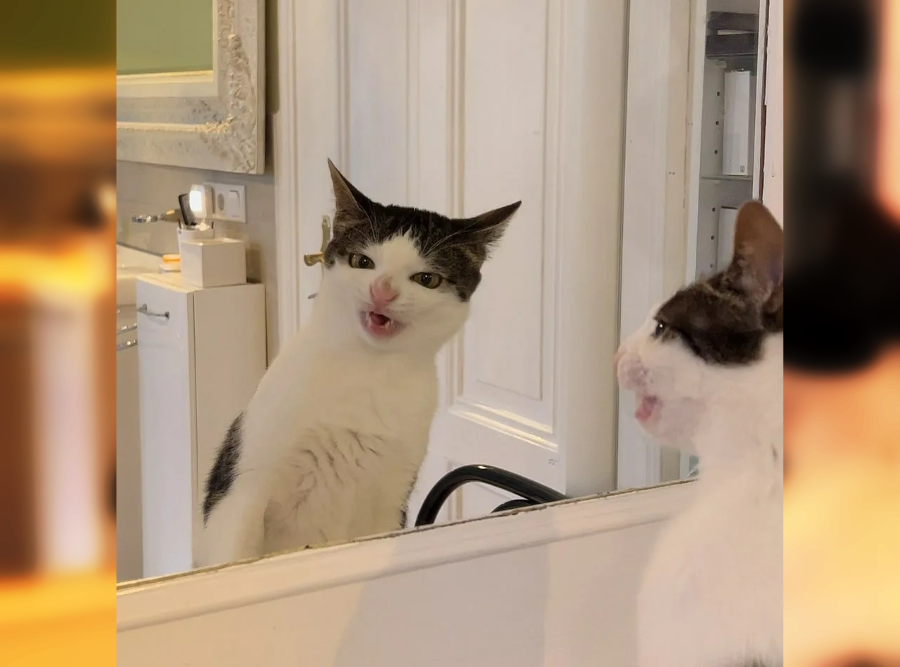 Funny Photos of Amusing and Silly Cats