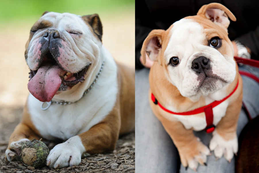 Four-Legged Elite: The Most Expensive Dog Breeds