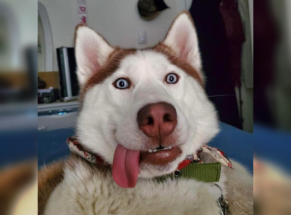 Hilarious Photos of Dogs Worth Seeing