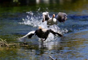 Wild and Wonderful: Incredible Animal Moments