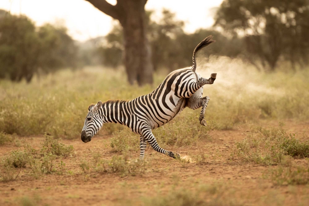 Wild and Wonderful: Incredible Animal Moments