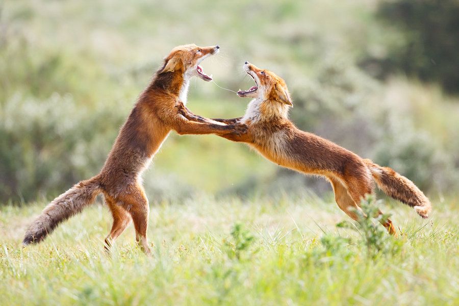 Wild and Wonderful: Incredible Animal Moments